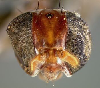 Media type: image;   Entomology 13327 Aspect: head frontal view